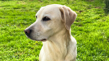 Creamy-coated Labrador poised nobly, embodying tranquility and loyalty, reminiscent of Pet Appreciation Week and National Dog Day celebrations