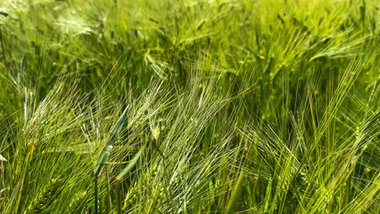 Green barley whispers secrets of ancient harvests, echoing Litha and Lammas magic beneath a midsummer sunlit breeze