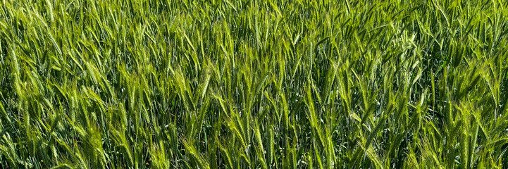 Verdant barley field whispers secrets to the wind, evoking Celtic Lughnasadh and Shavuot's first...