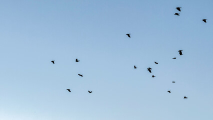 Flock of birds dance in azure sky, celebrating avian symphony for World Migratory Bird Day, ethereal flight poetry in motion