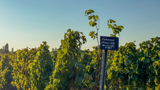 Sunlit vineyard with lush Cabernet Franc vines whispers of rustic charm, invoking Bacchanalia spirits, wine o'clock mania