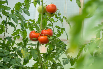 Tomatoes ripen in the greenhouse in the summer.