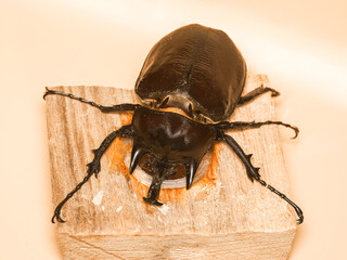 Scarabée rhinocéros japonais (Trypoxylus dichotomus) sur bois – macro détaillée du coléoptère mâle, gros plan sur la corne, pattes et texture brillante de la carapace.
