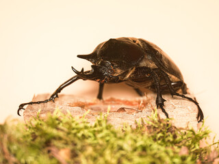 Scarabée rhinocéros japonais (Trypoxylus dichotomus) sur bois – macro détaillée du coléoptère mâle, gros plan sur la corne, pattes et texture brillante de la carapace.
