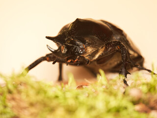 Scarabée rhinocéros japonais (Trypoxylus dichotomus) sur bois – macro détaillée du coléoptère mâle, gros plan sur la corne, pattes et texture brillante de la carapace.