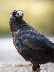 Corneille noire (Corvus corone) au Bois de Boulogne à Paris.