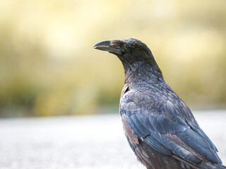Fototapeta premium Corneille noire (Corvus corone) au Bois de Boulogne à Paris.