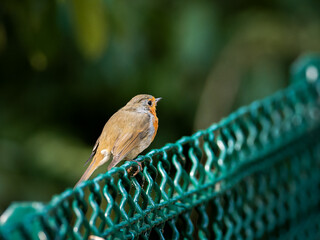 Rougegorge familier (Erithacus rubecula) perché sur une clôture au Bois de Boulogne à Paris.