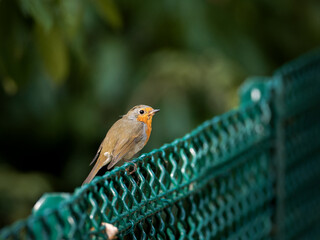 Rougegorge familier (Erithacus rubecula) perché sur une clôture au Bois de Boulogne à Paris.
