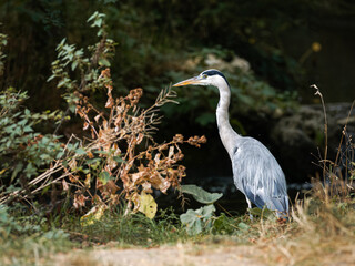Héron cendré (Ardea cinerea) au bord de l’eau dans la végétation du Bois de Boulogne à Paris...