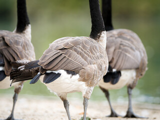 Bernaches du Canada (Branta canadensis) au bord de l’eau au Bois de Boulogne, Paris — détail du plumage et comportement de groupe.