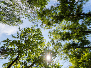 Green tree branches and blue sky background