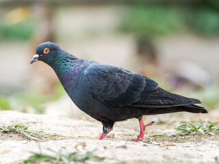 Pigeon biset (Columba livia var. domestica) marchant au sol au Bois de Boulogne à Paris — oiseau urbain à plumage irisé.