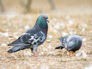 Parade amoureuse de pigeons bisets (Columba livia var. domestica) au Bois de Boulogne à Paris — comportement nuptial et interaction sociale chez les oiseaux urbains.