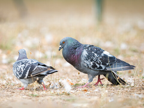 Parade amoureuse de pigeons bisets (Columba livia var. domestica) au Bois de Boulogne à Paris — comportement nuptial et interaction sociale chez les oiseaux urbains.