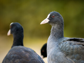 Portrait de Foulque macroule (Fulica atra) au Bois de Boulogne à Paris.