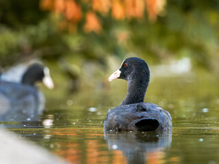 Foulque macroule (Fulica atra) nageant sur le lac du Bois de Boulogne à Paris.