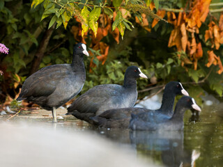 Foulques macroules (Fulica atra) au bord du lac du Bois de Boulogne à Paris.