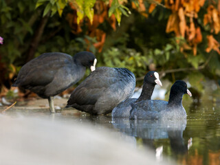 Foulques macroules (Fulica atra) au bord du lac du Bois de Boulogne à Paris.