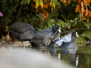 Foulques macroules (Fulica atra) au bord du lac du Bois de Boulogne à Paris.