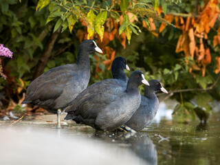 Foulques macroules (Fulica atra) au bord du lac du Bois de Boulogne à Paris.