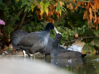 Foulques macroules (Fulica atra) au bord du lac du Bois de Boulogne à Paris.