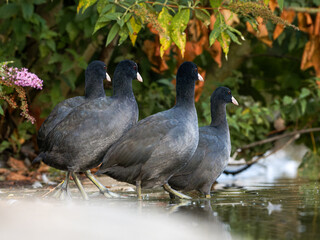 Foulques macroules (Fulica atra) au bord du lac du Bois de Boulogne à Paris.