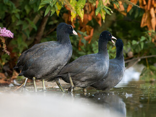 Foulques macroules (Fulica atra) au bord du lac du Bois de Boulogne à Paris.