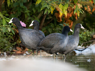 Foulques macroules (Fulica atra) au bord du lac du Bois de Boulogne à Paris.