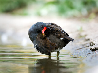 Gallinule poule-d’eau (Gallinula chloropus) faisant sa toilette au bord du lac du Bois de...