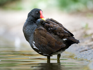 Gallinule poule-d’eau (Gallinula chloropus) faisant sa toilette au bord du lac du Bois de...