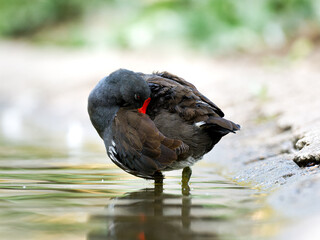 Gallinule poule-d’eau (Gallinula chloropus) faisant sa toilette au bord du lac du Bois de Boulogne à Paris.