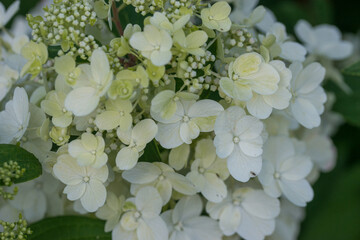 Beautiful varietal hydrangeas in the summer garden