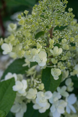 Beautiful varietal hydrangeas in the summer garden