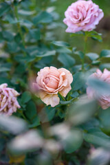 Varietal pink roses in the summer garden