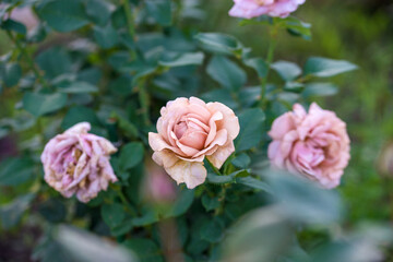 Varietal pink roses in the summer garden