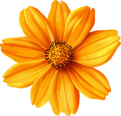   illustration single yellow cosmos flower