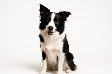 Border Collie sitting upright on white background