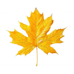 Obraz premium Yellow maple leaf isolated on transparent background symbolizing autumn season change nature