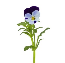 Johnny Jump-up, Pansy flower, Heartsease, Viola tricolor, Pansy, Trinity Grass, Trinitaria, Yellow Pansy, studio shot, isolated on white background