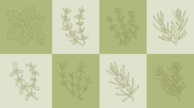 Illustrated herbs on a checkered background featuring basil thyme and rosemary in a simple line drawing