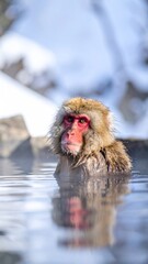 Japanese Macaque Relaxing in Hot Spring Water