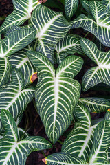 Caladium lindenii,also known as angel wings. Plant leaf disease.Plant leaf disease, yellow-brown spots
