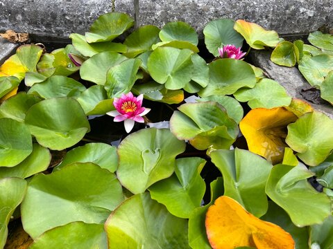 Green water lily leaves with pink flower in water, close-up