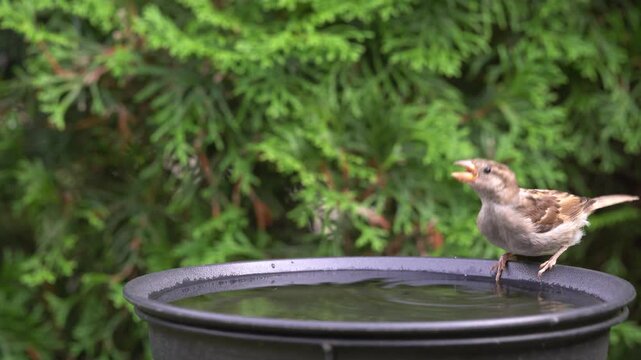 sparrow in the garden