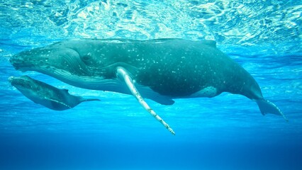 Massive Mother Whale And Baby Whale Swimming Through the Ocean Depths © sgurung