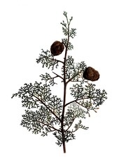 Mittelmeer-Zypresse, Mediterranean Cypress, Cupressus sempervirens