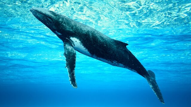 Blue Whale Gliding Gracefully Inside the Ocean Depths
