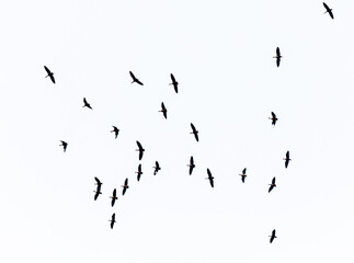 A flock of birds flying in the sky isolated on a white background.
