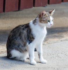 A cat is sitting on the ground